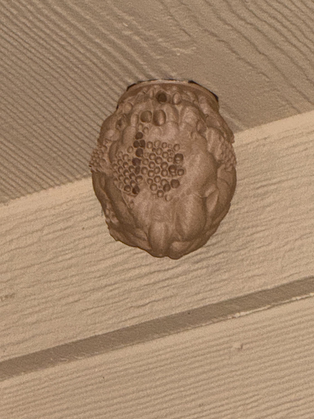 Realistic 3D Printed Wasp Nest Decoy for Outdoor Wasp Control, Weather‑Resistant PLA Nest with 3M Mounting Tape included