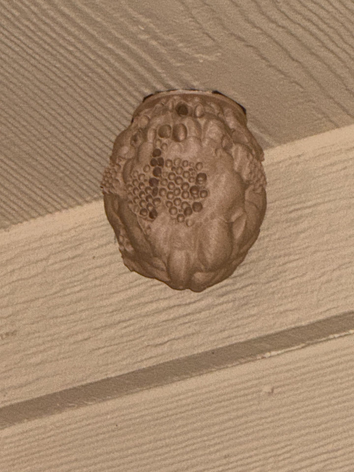 Realistic 3D Printed Wasp Nest Decoy for Outdoor Wasp Control, Weather‑Resistant PLA Nest with 3M Mounting Tape included