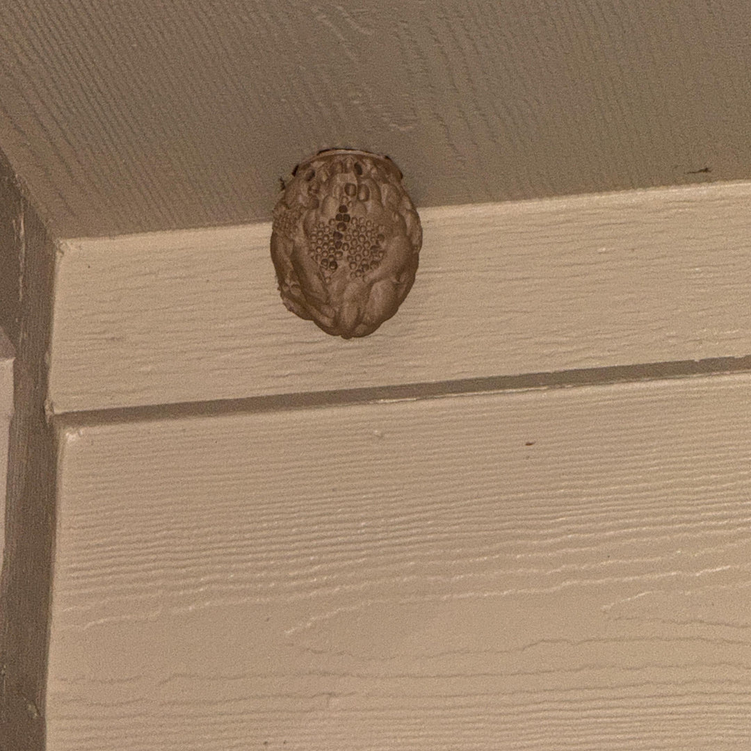 Realistic 3D Printed Wasp Nest Decoy for Outdoor Wasp Control, Weather‑Resistant PLA Nest with 3M Mounting Tape included