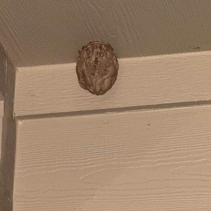 Realistic 3D Printed Wasp Nest Decoy for Outdoor Wasp Control, Weather‑Resistant PLA Nest with 3M Mounting Tape included