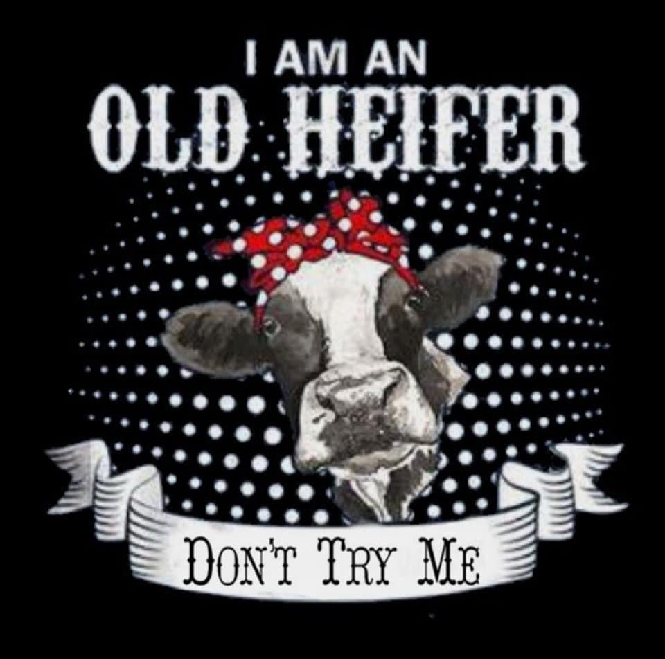 20 oz Skinny Tumbler - I Am An Old Heifer Don't Try Me